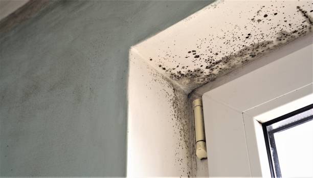 Best Water Damage & Mold Remediation  in Scandia, MN