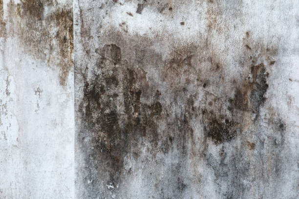 Best Residential Mold Inspection & Testing  in Scandia, MN