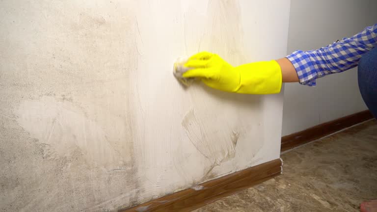 Best Crawl Space Mold Remediation  in Scandia, MN