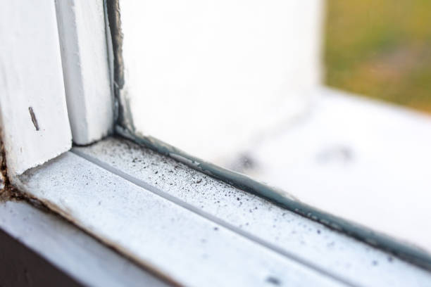 Best Industrial Mold Remediation  in Scandia, MN
