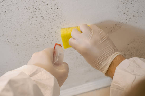 Best Black Mold Removal  in Scandia, MN