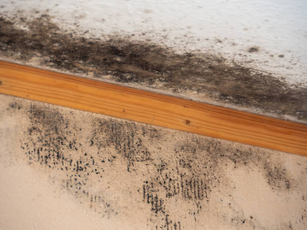 Best Post-Remediation Verification Testing  in Scandia, MN