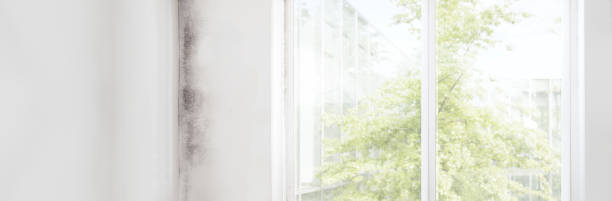 Best Forensic Mold Investigation  in Scandia, MN