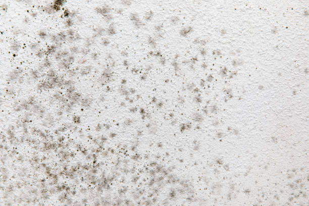 Best Commercial Mold Inspection  in Scandia, MN