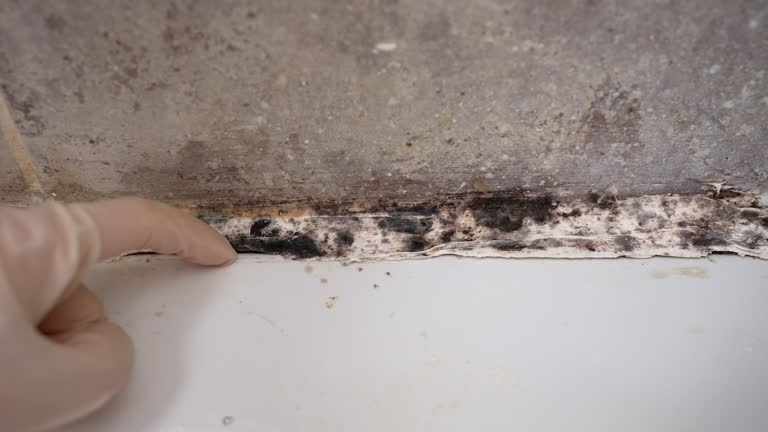 Mold Removal for HVAC Installations in Scandia, MN